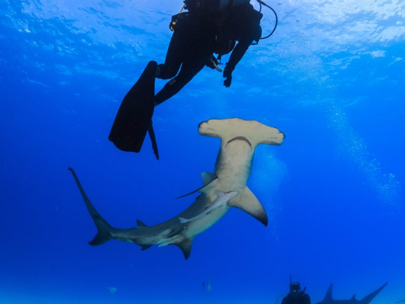 Diving with sharks Diving with sharks