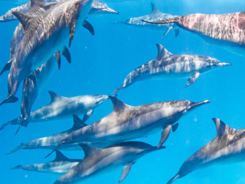 Marsa Alam Dolphins Marsa Alam Dolphins