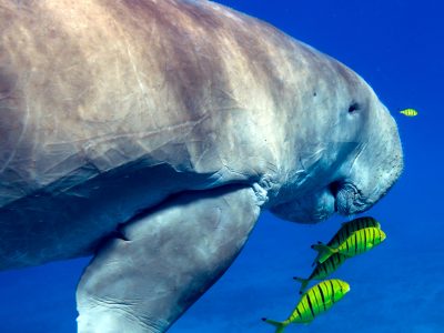 dugong marsa alam dugong marsa alam