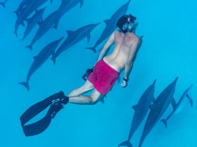 sataya reef dolphins sataya reef dolphins