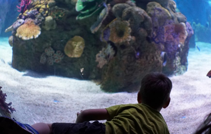 Enjoy Semi Submarine: Seascope Hurghada-Glass boat-El Gouna trips