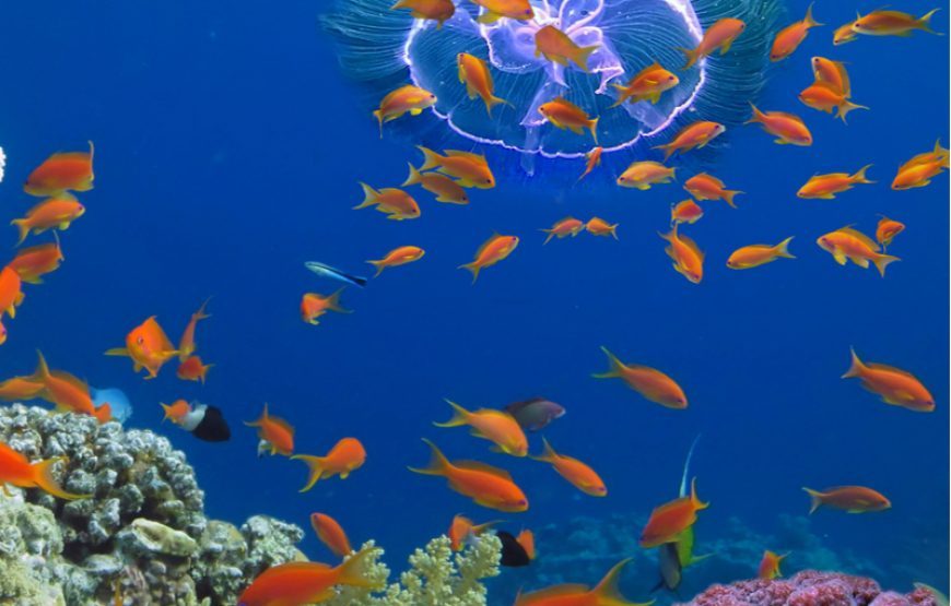 What does a day Hurghada Snorkeling at Giftun Island look like?