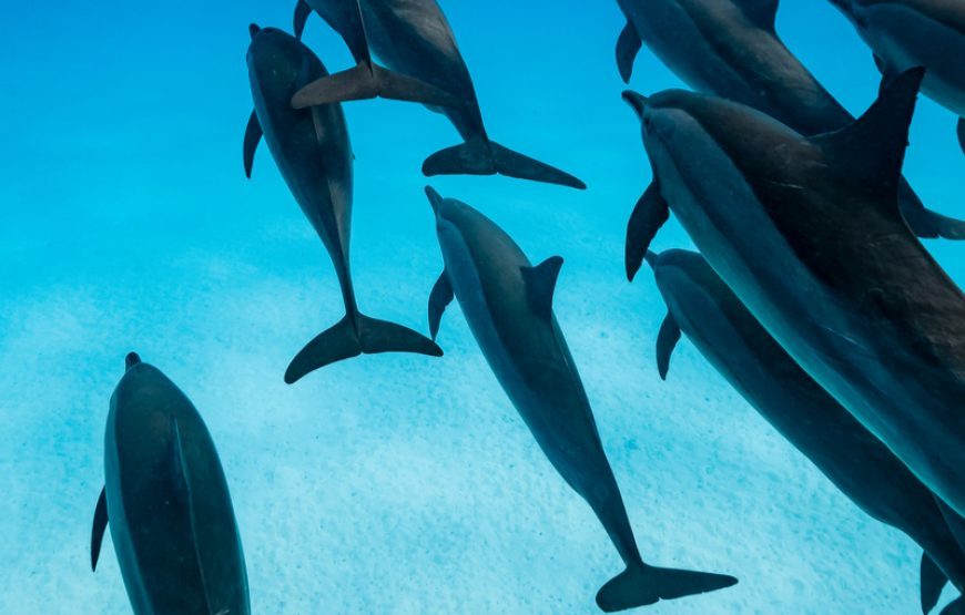 Enjoy experiencing the Wreck Diving Hurghada