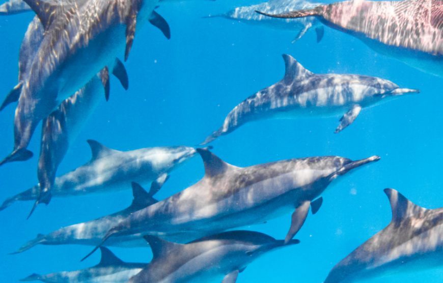 Samadai Reef Dolphin House – Diving Marsa Alam