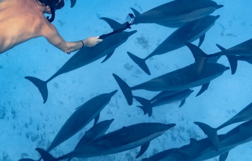 Dolphin House Hurghada – Snorkeling Makadi Bay