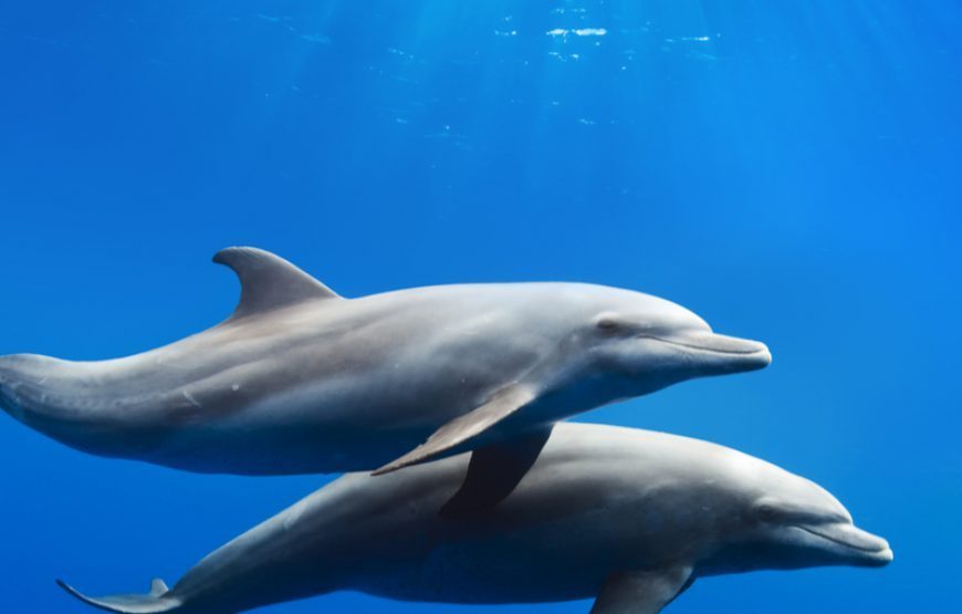 Get a PADI AOWD course from Makadi Bay Hurghada