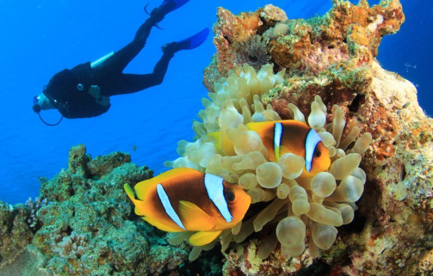 Samadai Reef Dolphin House – Diving Marsa Alam