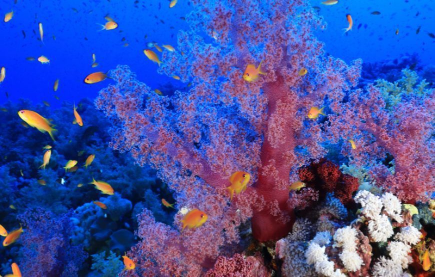 Don’t miss Scuba Diving at Safaga Hurghada – Diving Tour