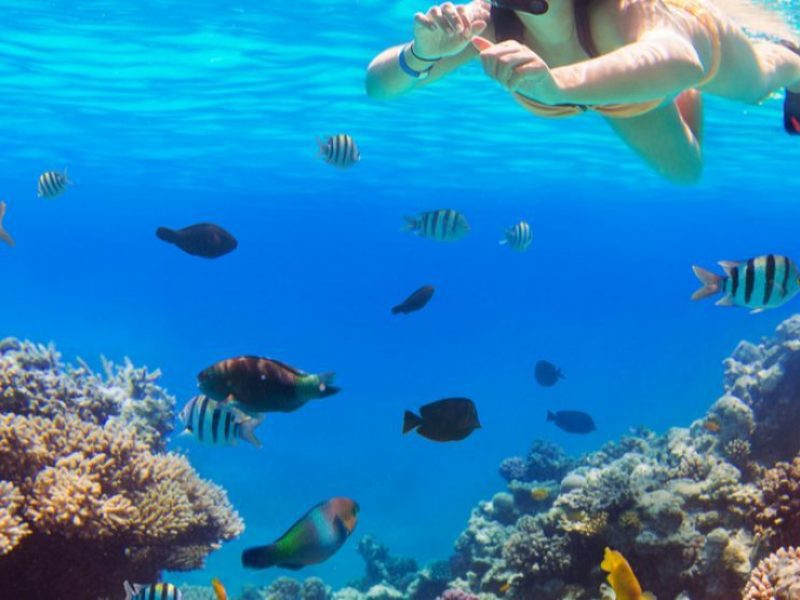 Dolphin House Snorkeling