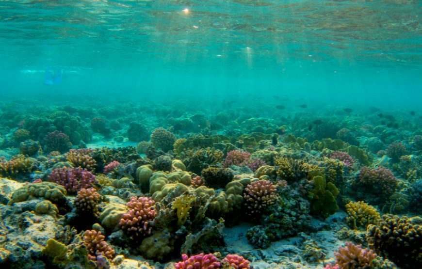 Don’t miss Scuba Diving at Safaga Hurghada – Diving Tour