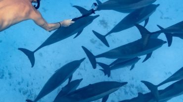 hurghada dolphin house-boat