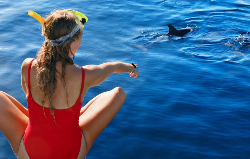 Catamaran Dolphin Tour – Ocean Diva Catamaran sailing tours from Safaga